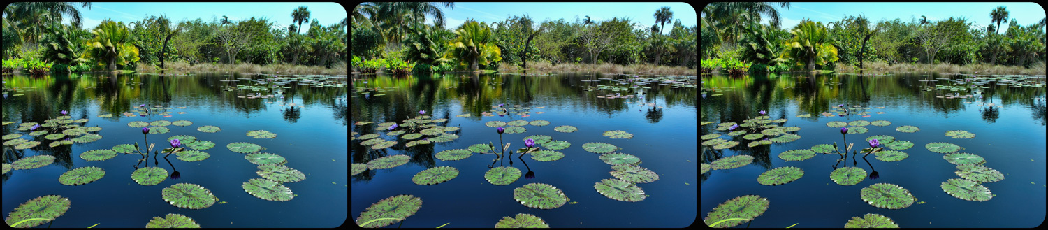 Lily Pads