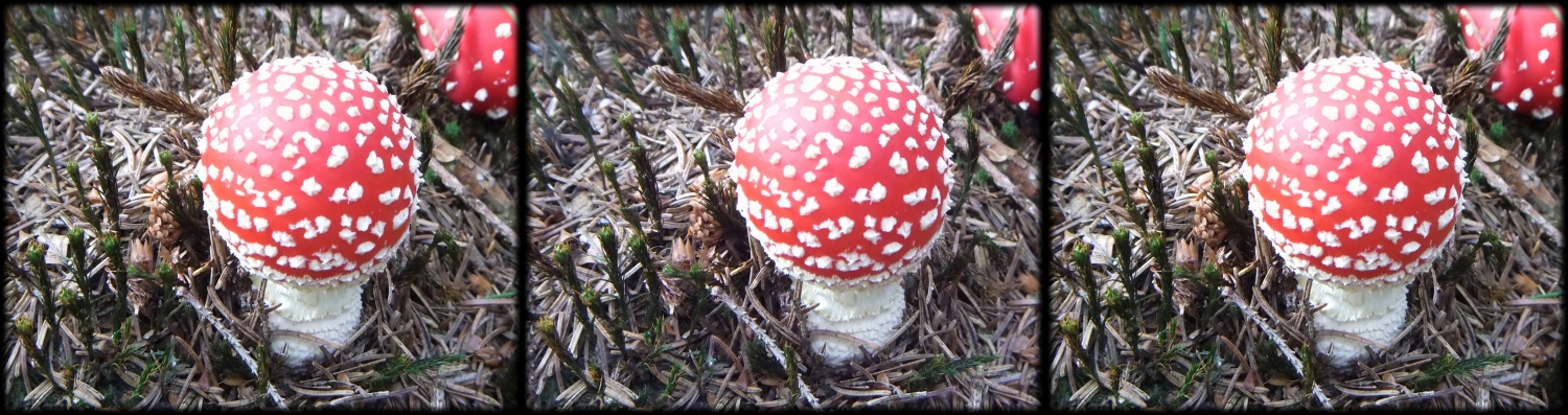 "Storybook Mushroom"