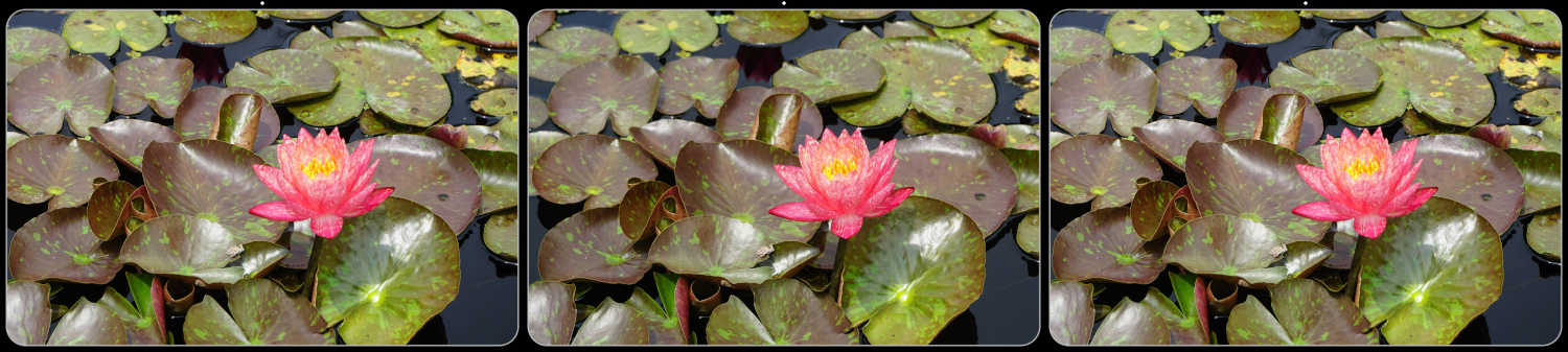 Watere Lilly and Lilly Pads