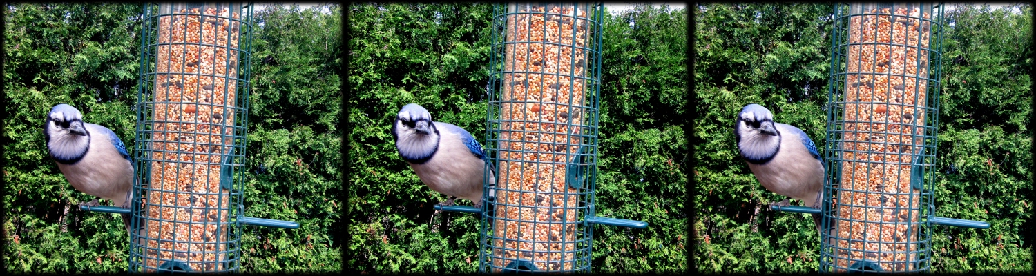 Bluejay